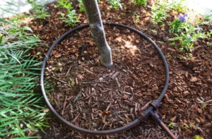 Alt text: Example of drip irrigation setup around a newly planted tree, featuring a circular drip line delivering water directly to the root zone, surrounded by mulch and small plants. Ideal for a Raleigh irrigation upgrade to ensure deep watering and healthy plant growth.